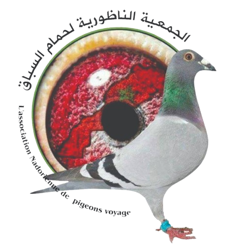Association Nadorienne  de pigeons voyageurs